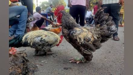 in jalgaon price of gavran chickens is higher than of goat meat