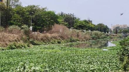 vasai virar city faces intense heat and rising mosquito infestation in several areas