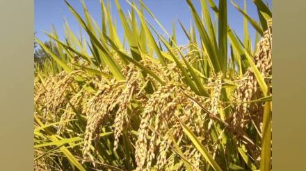 special committee of ias officers to probe paddy bonus scam