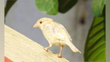 rare white sparrow was spotted by birdwatchers and students in rajura ghat akola