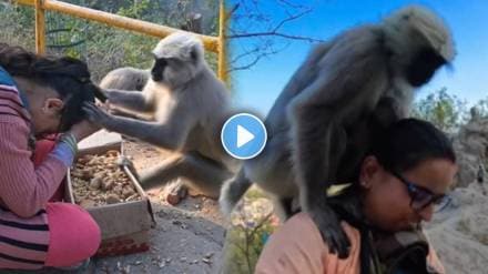 Monkey attack women users shocked