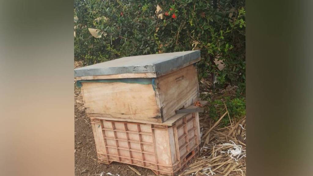 pomegranate, watermelon , Fruit production,