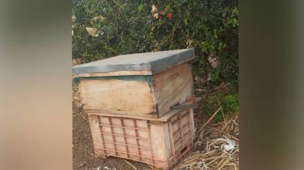 pomegranate, watermelon , Fruit production,