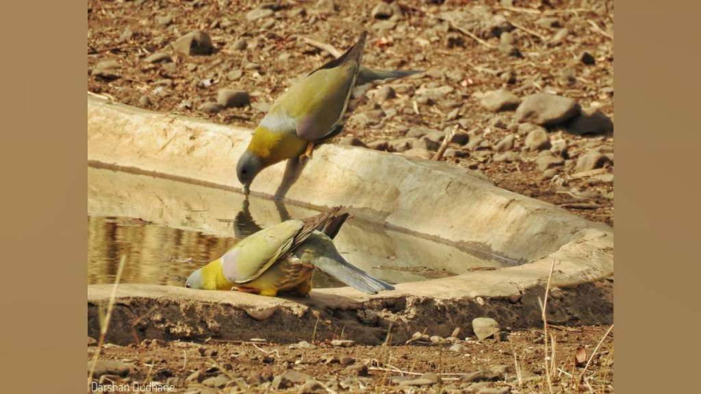 hariyal maharashtras state bird is believed to never set foot on the ground