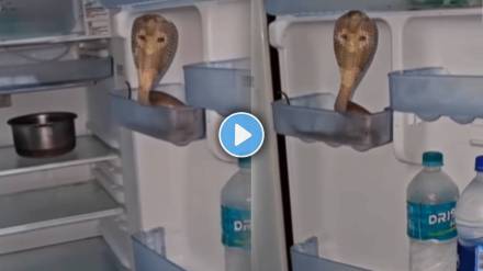 A real snake entered the fridge