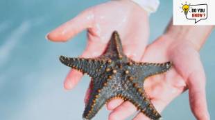 7 animals that can regrow their limbs