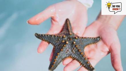 7 animals that can regrow their limbs