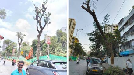 Mumbai, Municipal corporation, tree ,
