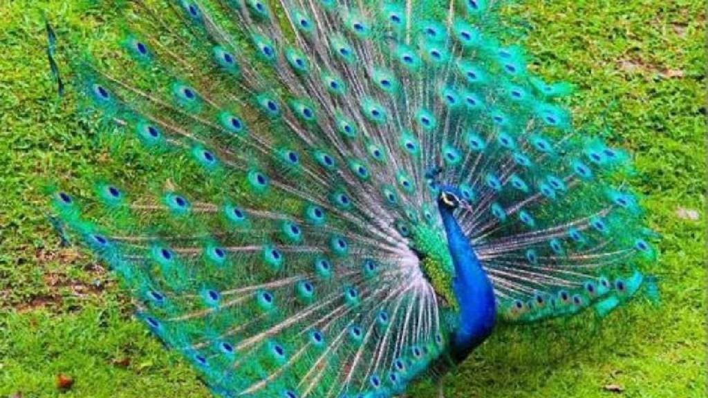 Pune Forest Department takes action, files case against illegal sale of morpees