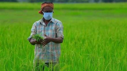 Agriculture Department targets 144 97 lakh hectares aims for 204 lakh tonnes Kharif output