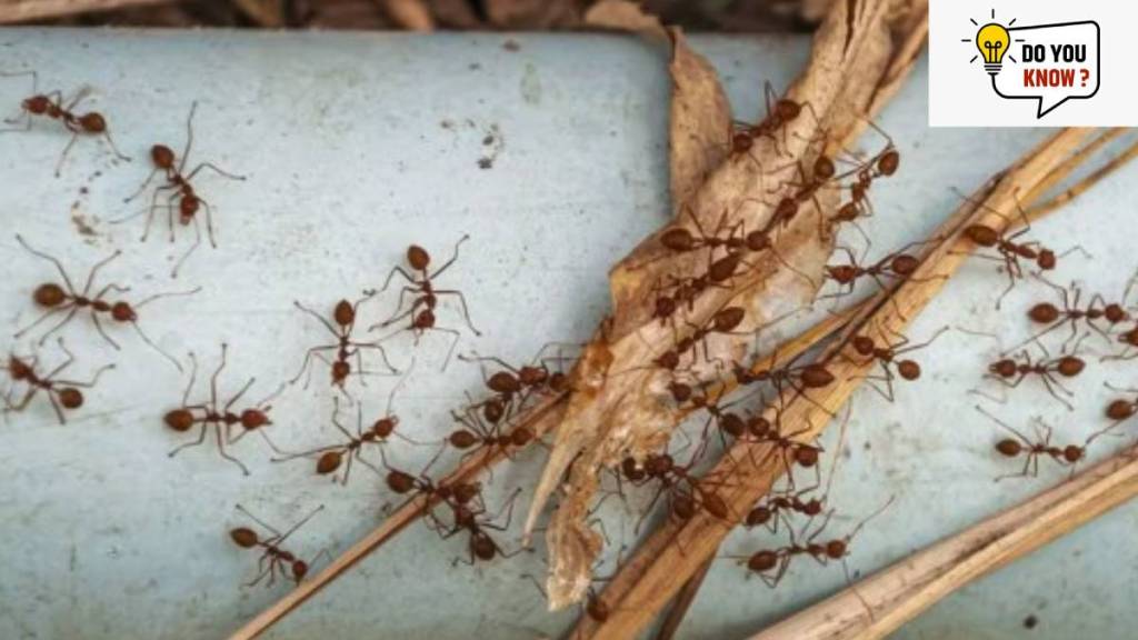 How much weight can an ant lift?