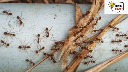 How much weight can an ant lift?