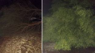 rain , crops , Indapur taluka, pune,