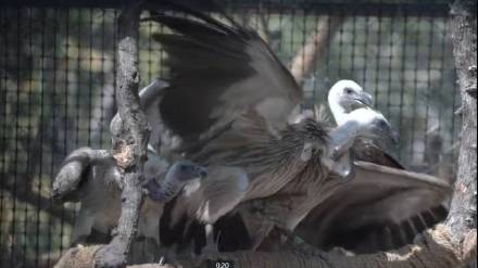 14 critically endangered vultures relocated to pre release aviary in Nagpurs Pench tiger Reserve