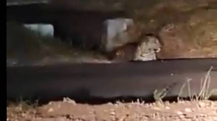 Nagpur on monday leopard entered the Pune airport causing a stampede among passengers