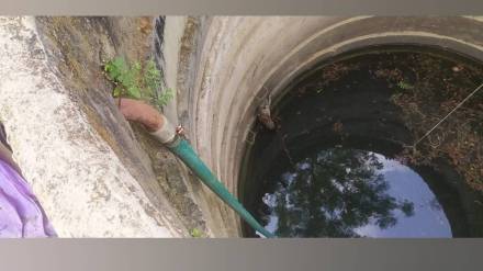 leopard cub rescued from well in bhadurna by tadoba team safely released into forest