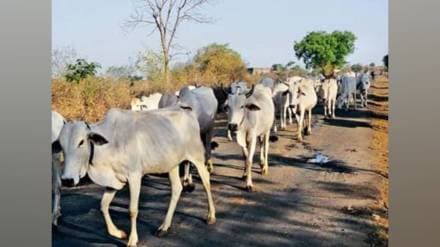 due to water scarcity Cattle breeder farmers migrate from the village to Wardha and amravati