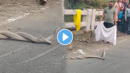 Shocking video two Snake romance on road video goes viral on social media