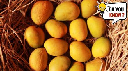 How to identify real hapus mango or real alphonso mango