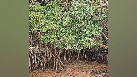 Mumbai , mangrove forest , Chandrapur ,