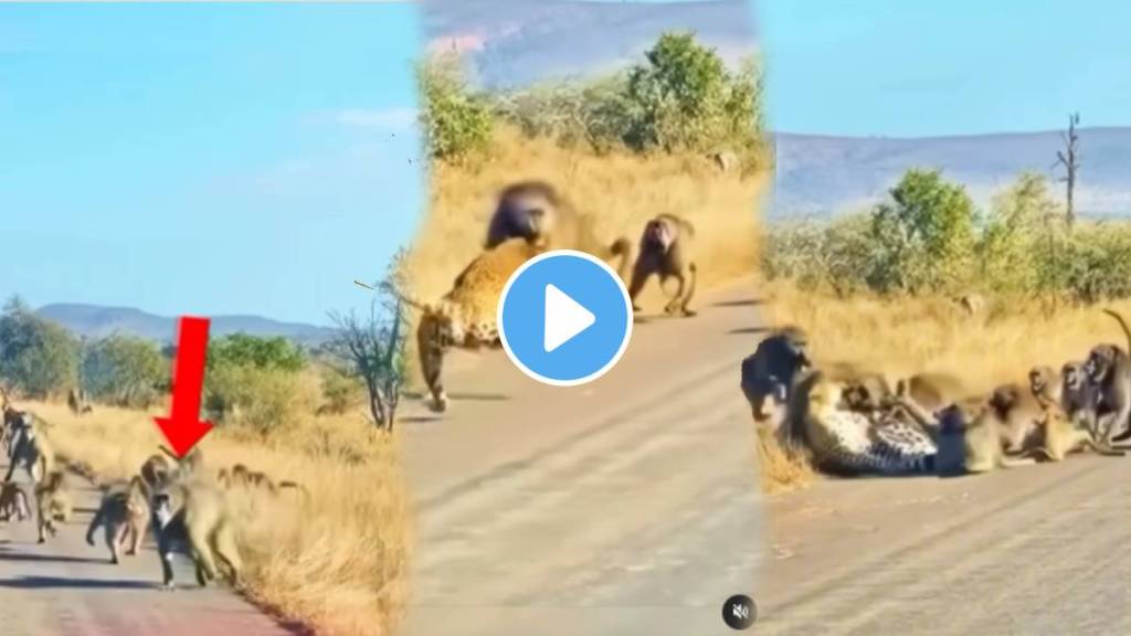 leopard viral video