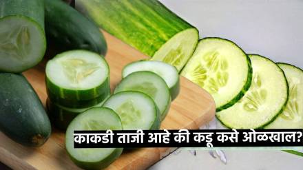 How to identify bitter cucumbers how to buy fresh cucumbers Kakadi Kadu ahet Kase Olkhave