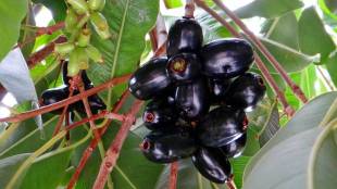 Jambul , Java plum, deforestation, price,