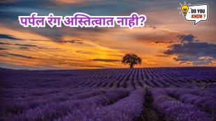 PURPLE flower