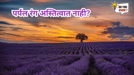 PURPLE flower