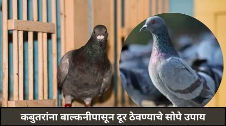Keep Pigeons Away
