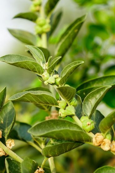  Amazing Health Benefits of Ashwagandha Natural Remedy for Stress, Sleep, Energy & Immunity
