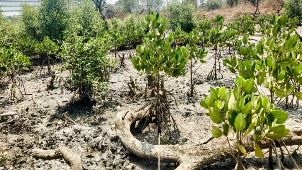 Rhizophora mucronata mangrove Cultivated first time in Navi Mumbai Rhizophora mucronata mangrove Cultivated first time in Navi Mumbai
