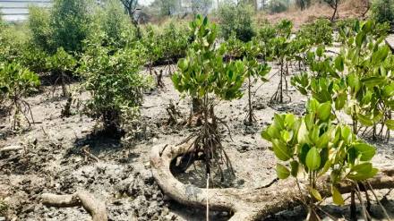 Rhizophora mucronata mangrove Cultivated first time in Navi Mumbai