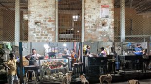 Sterilization of stray dogs in Wada city is in dangerous state