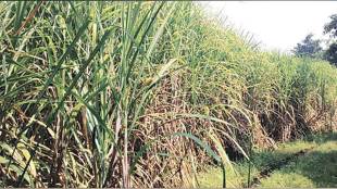 Sugarcane growers across the world are using Artificial Intelligence to increase production