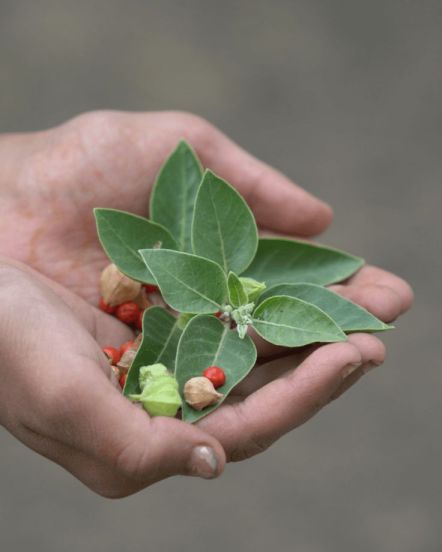  Amazing Health Benefits of Ashwagandha Natural Remedy for Stress, Sleep, Energy & Immunity