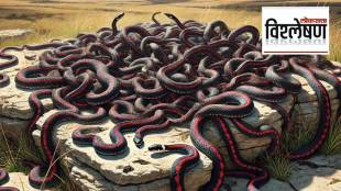 The World’s Largest Snake Gathering