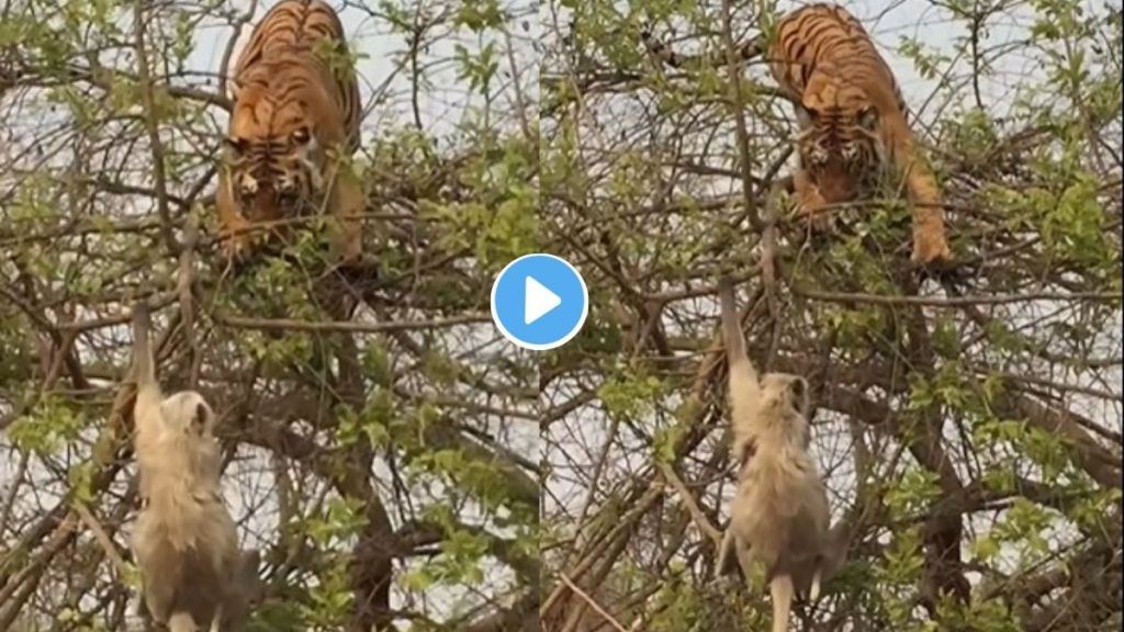 Tiger attack on monkey