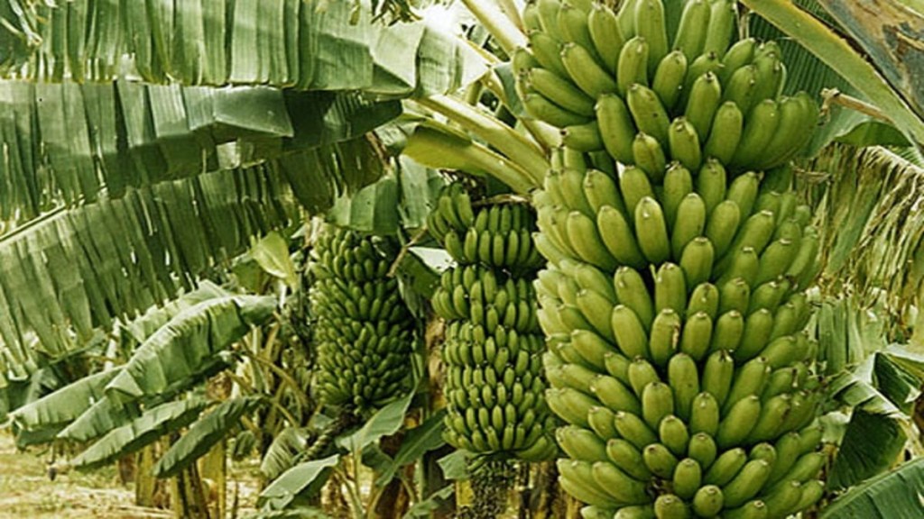 Jalgaon, Farmers, banana prices fall, unseasonal rain,