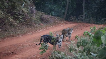 Odisha , Similipal Park, National Park Status , Odisha , Similipal Park, National Park Status ,