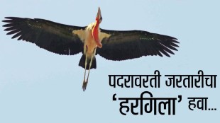 Hargila bird , Purnima Devi , Women of the Year 2025,