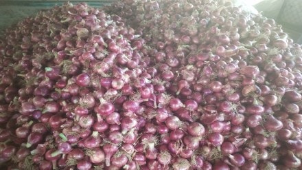 Mahabank, Onion , Loss, loksatta news,