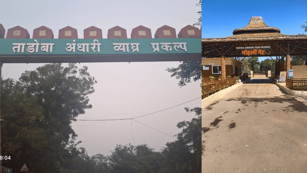 Yellow alert increased heat tourism in Tadoba affected jungle safari bookings cancelled Yellow alert increased heat tourism in Tadoba affected jungle safari bookings cancelled