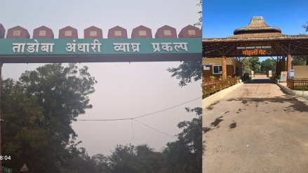 Yellow alert increased heat tourism in Tadoba affected jungle safari bookings cancelled