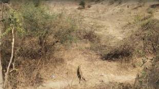 near amaravati city area A leopard shelter in a pipe under a road bridge