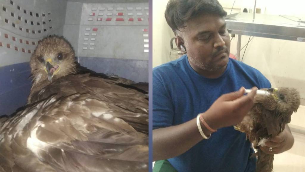 Animals and birds are suffering from dehydration due to rising temperatures thane news