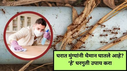 Get rid of ants Get rid of ants