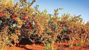 Pomegranate production, Pomegranate , AI technology,