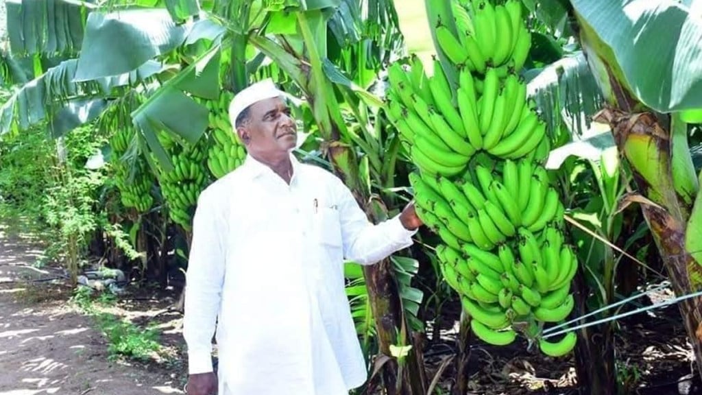 indapur farms loksatta