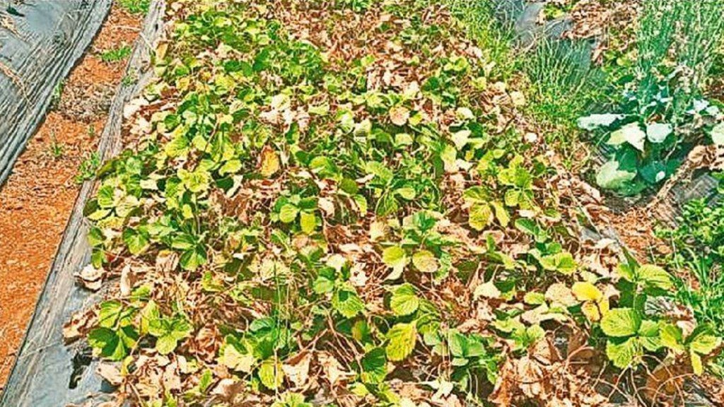 Fruits and vegetables damage